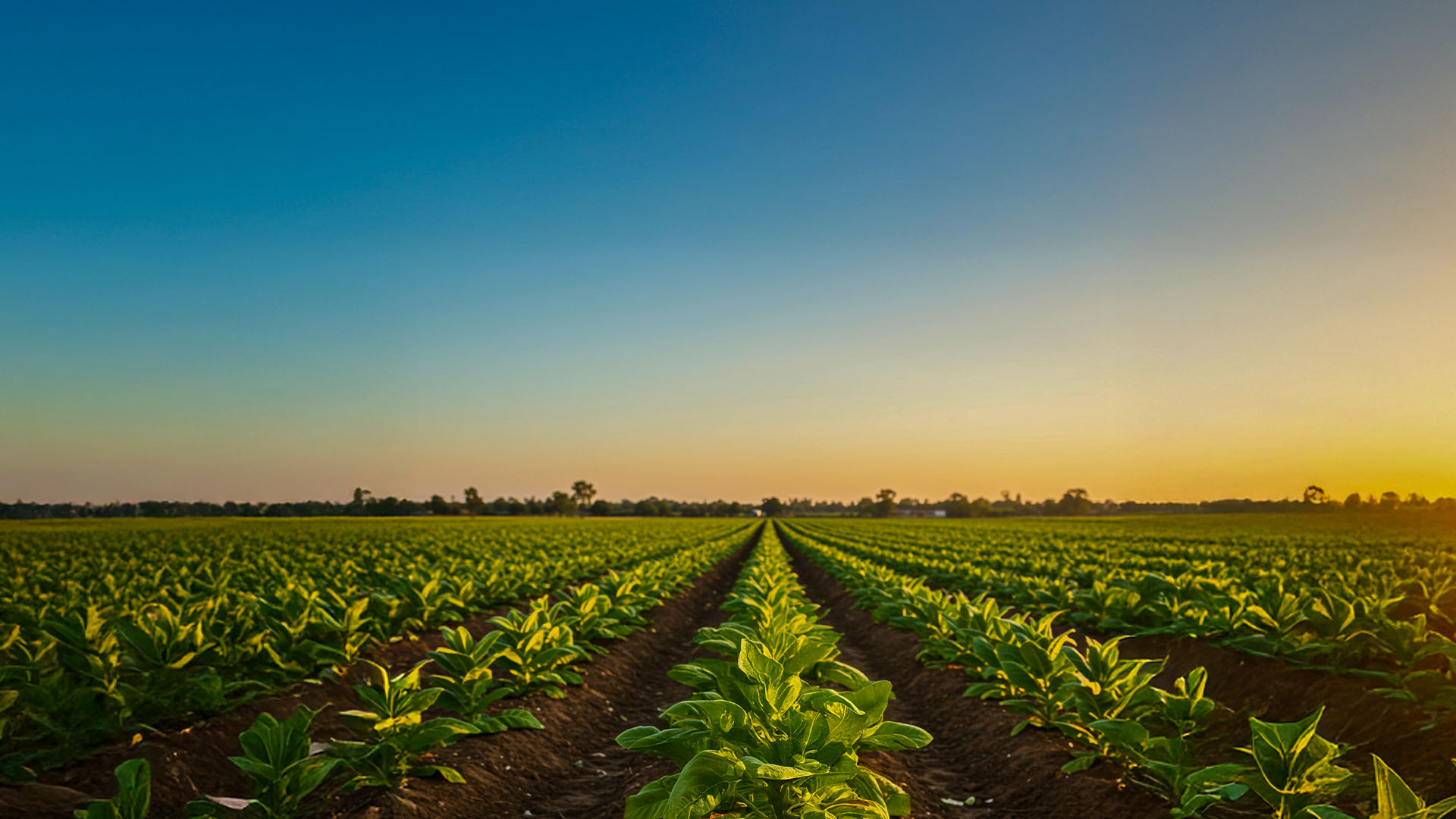 Tobacco Holding Corp — Heritage